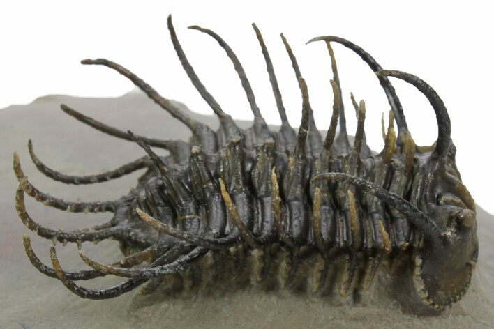 Spiny Koneprusia Trilobite - Foum Zguid, Morocco #353077